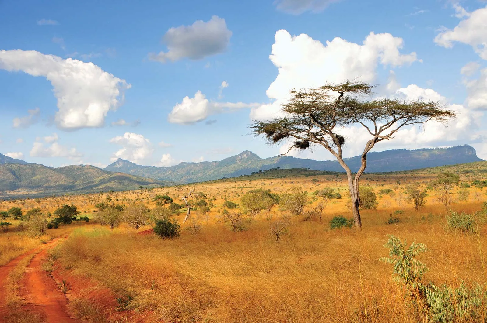 Acacia-trees-Taita-Hills-Kenya.webp