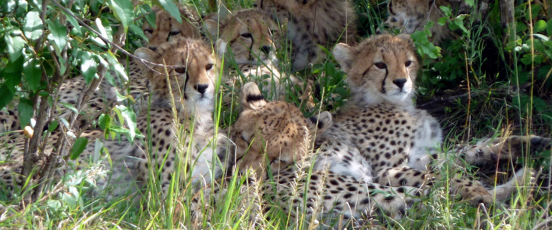 Riserva_Nazionale_Masai_Mara.jpg