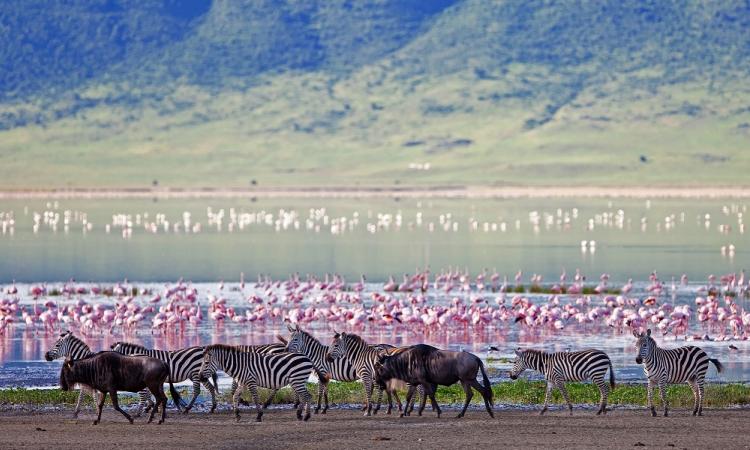 ngoronongoro