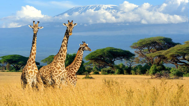 tanzania 2022 2