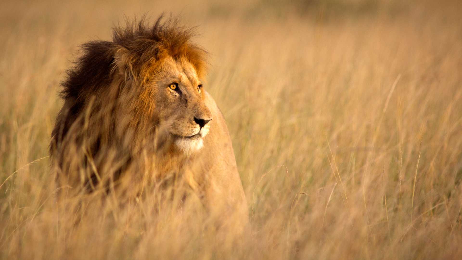 tanzania luxury 3